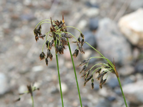 Scirpus maximowiczii