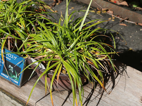 Scirpus maximowiczii