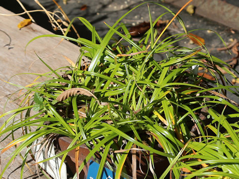 Scirpus maximowiczii