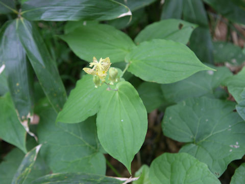Tricyrtis latifolia