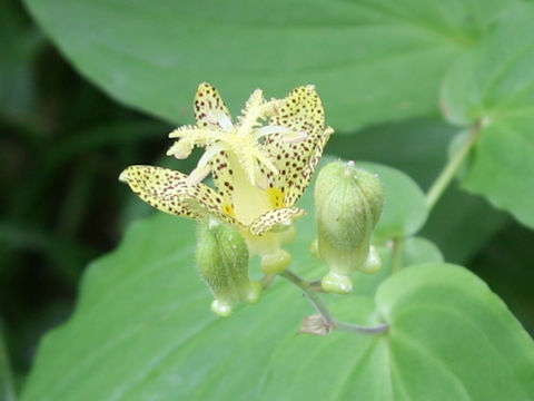 Tricyrtis latifolia