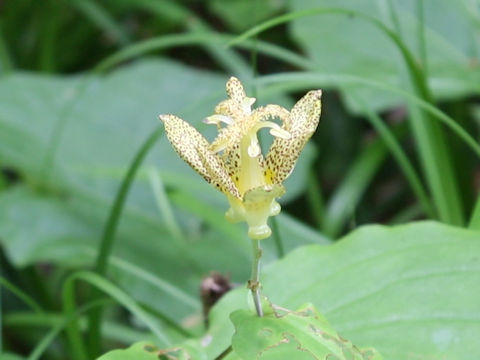Tricyrtis latifolia