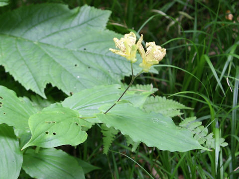 Tricyrtis latifolia