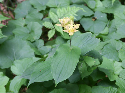 Tricyrtis latifolia