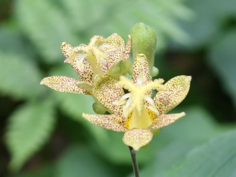 Tricyrtis latifolia
