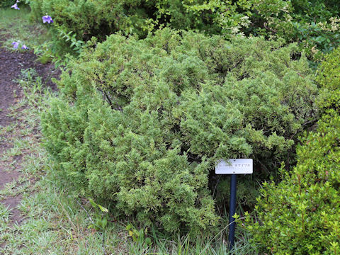 Juniperus chinensis cv. Globosa