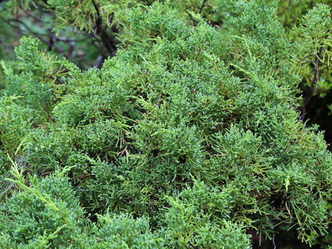 Juniperus chinensis cv. Globosa
