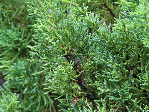 Juniperus chinensis cv. Globosa