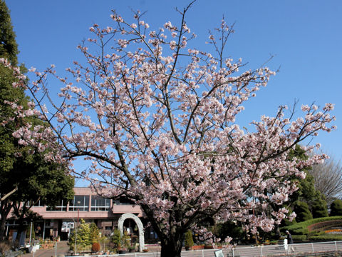 Prunus x yedoensis cv. Tamanawa