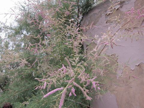 Tamarix aphylla