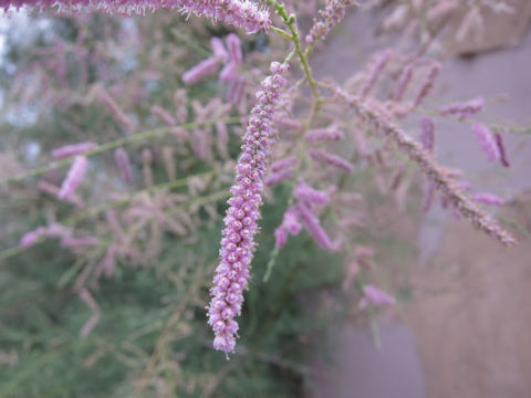 Tamarix aphylla