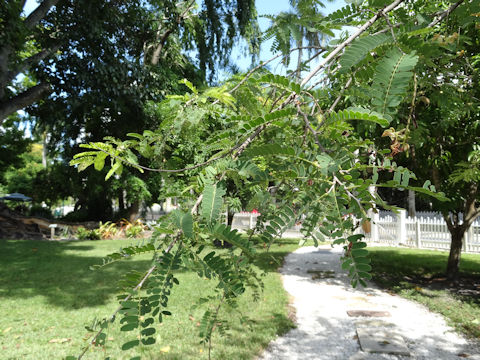 Tamarindus indica