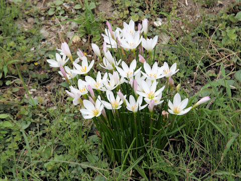 Zephyranthes candida