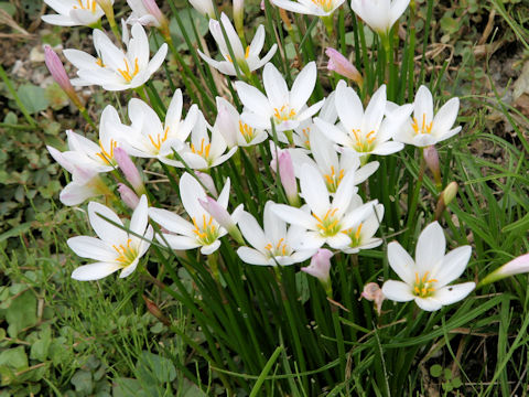 Zephyranthes candida