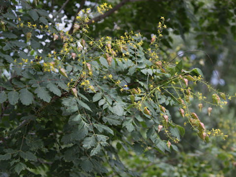 Koelreuteria henryi