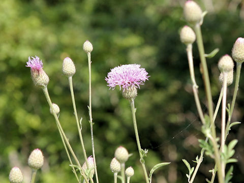 Serratula coronata ssp. insularis