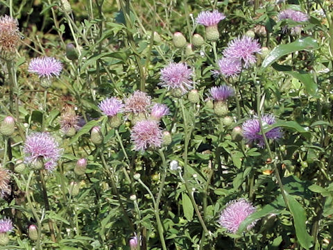 Serratula coronata ssp. insularis