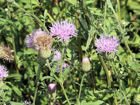 Serratula coronata ssp. insularis