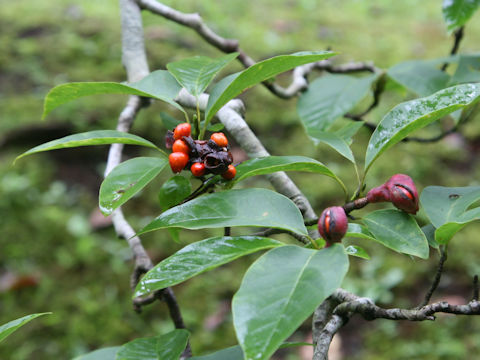 Magnolia salicifolia