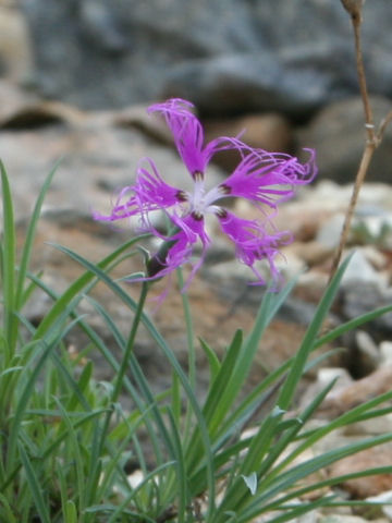 Dianthus superbus var. speciosus