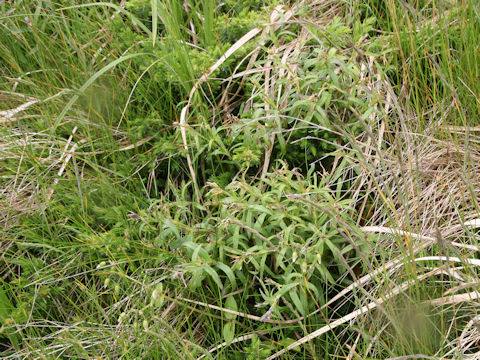 Dianthus superbus var. speciosus
