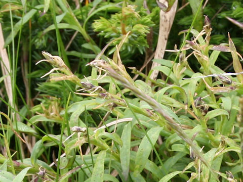 Dianthus superbus var. speciosus