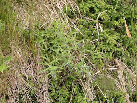 Dianthus superbus var. speciosus