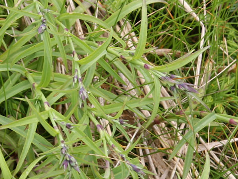 Dianthus superbus var. speciosus