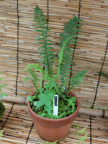 Dryopteris tokyoensis