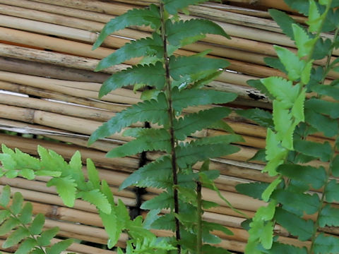 Dryopteris tokyoensis