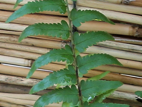 Dryopteris tokyoensis