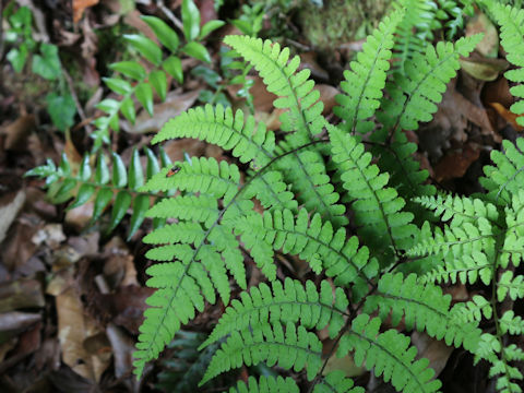 Athyrium otophorum