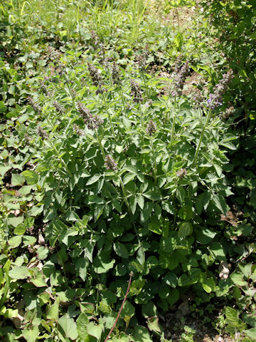 Salvia miltiorrhiza