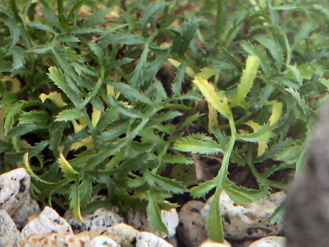 Serratula coronata sp.