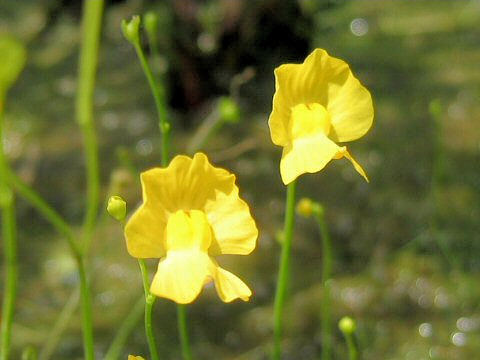 Utricularia vulgaris var. japonica