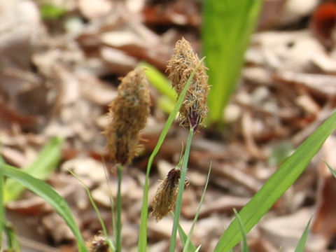 Carex podogyna