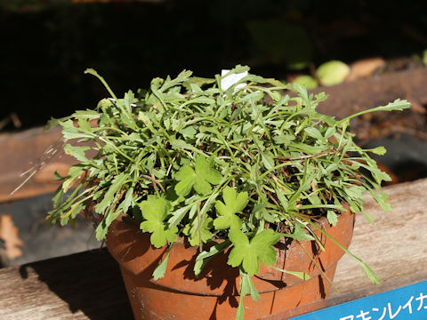 Patrinia sibirica