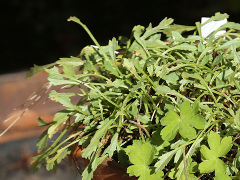 Patrinia sibirica