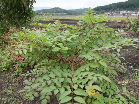 Aralia elata cv. Shinkoma