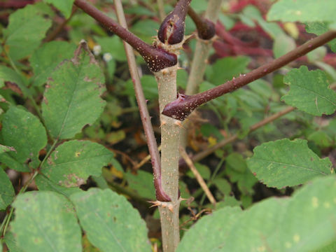 Aralia elata cv. Shinkoma