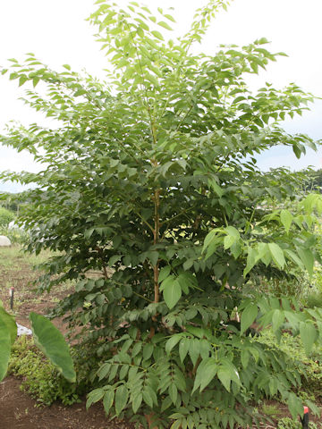 Aralia elata cv. Shinkoma