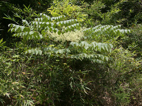 Aralia elata