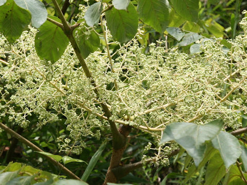 Aralia elata