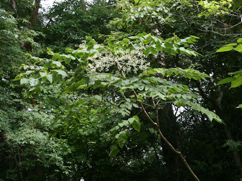 Aralia elata