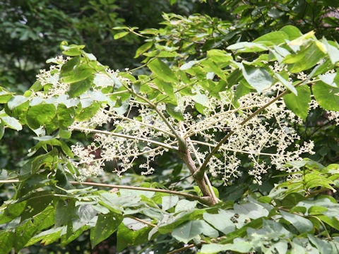 Aralia elata