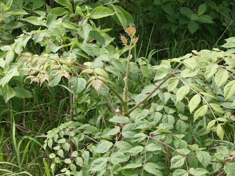 Aralia elata