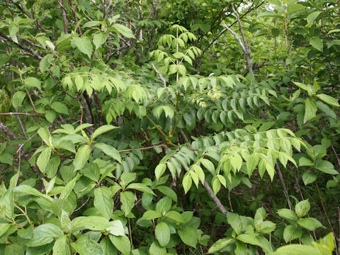 Aralia elata