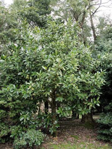 Ilex latifolia