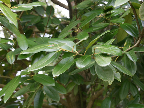 Ilex latifolia