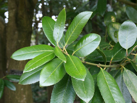 Ilex latifolia